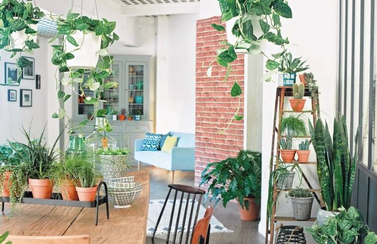 Enjoy Green Living with Indoor Gardening