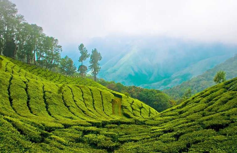 Munnar: Paradise for Nature worshippers