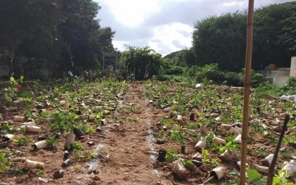 Afforestation by Miyawaki method