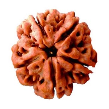 Panch Mukhi (Five-faced) Rudraksha