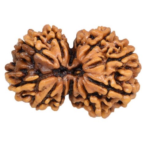 Gauri-Shankar Rudraksha