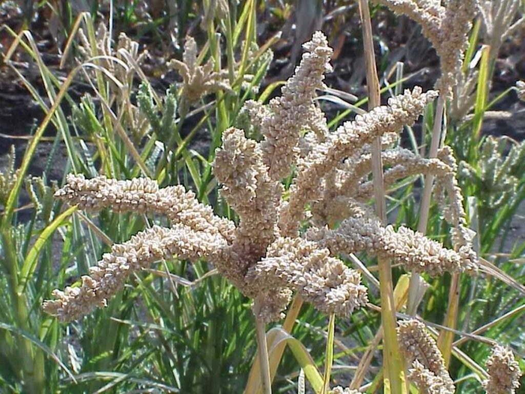 Finger millet - Ragi