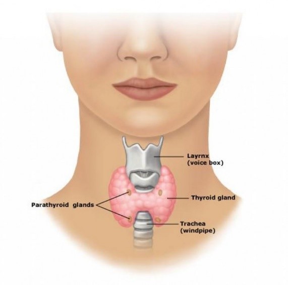 All You Need to Know About Thyroid