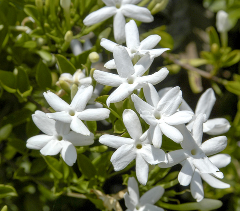 Fragrant plants