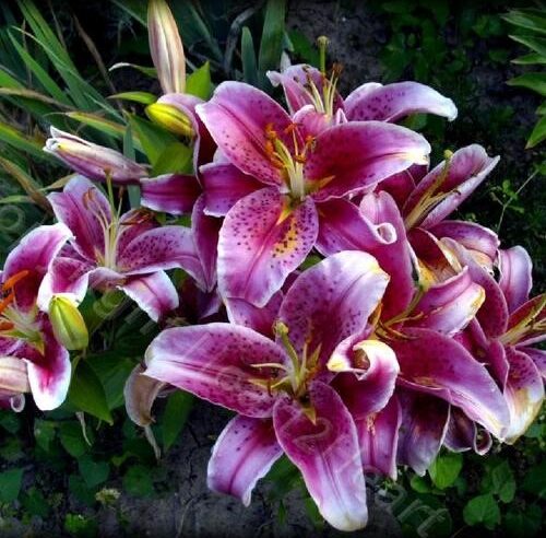 Lilly plant for sale in India