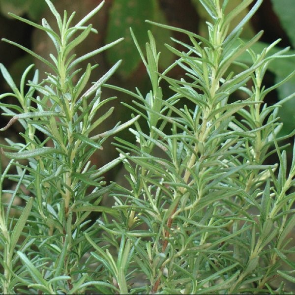 rosemary herb plant