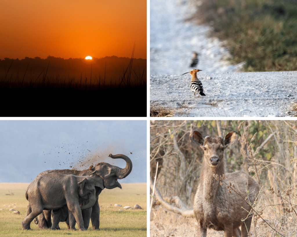 Activities tin Jim Corbett National Park