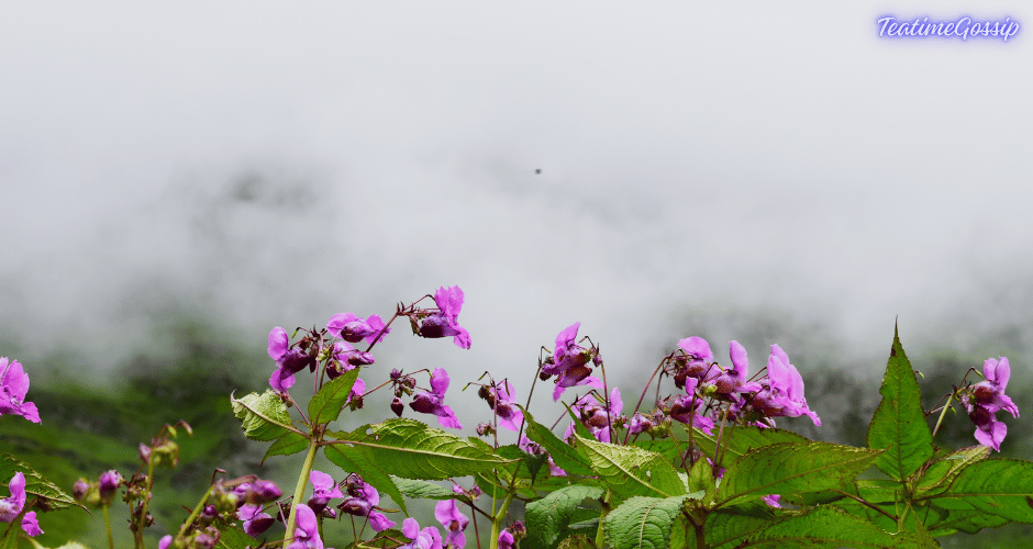 Best time to visit Valley of Flowers