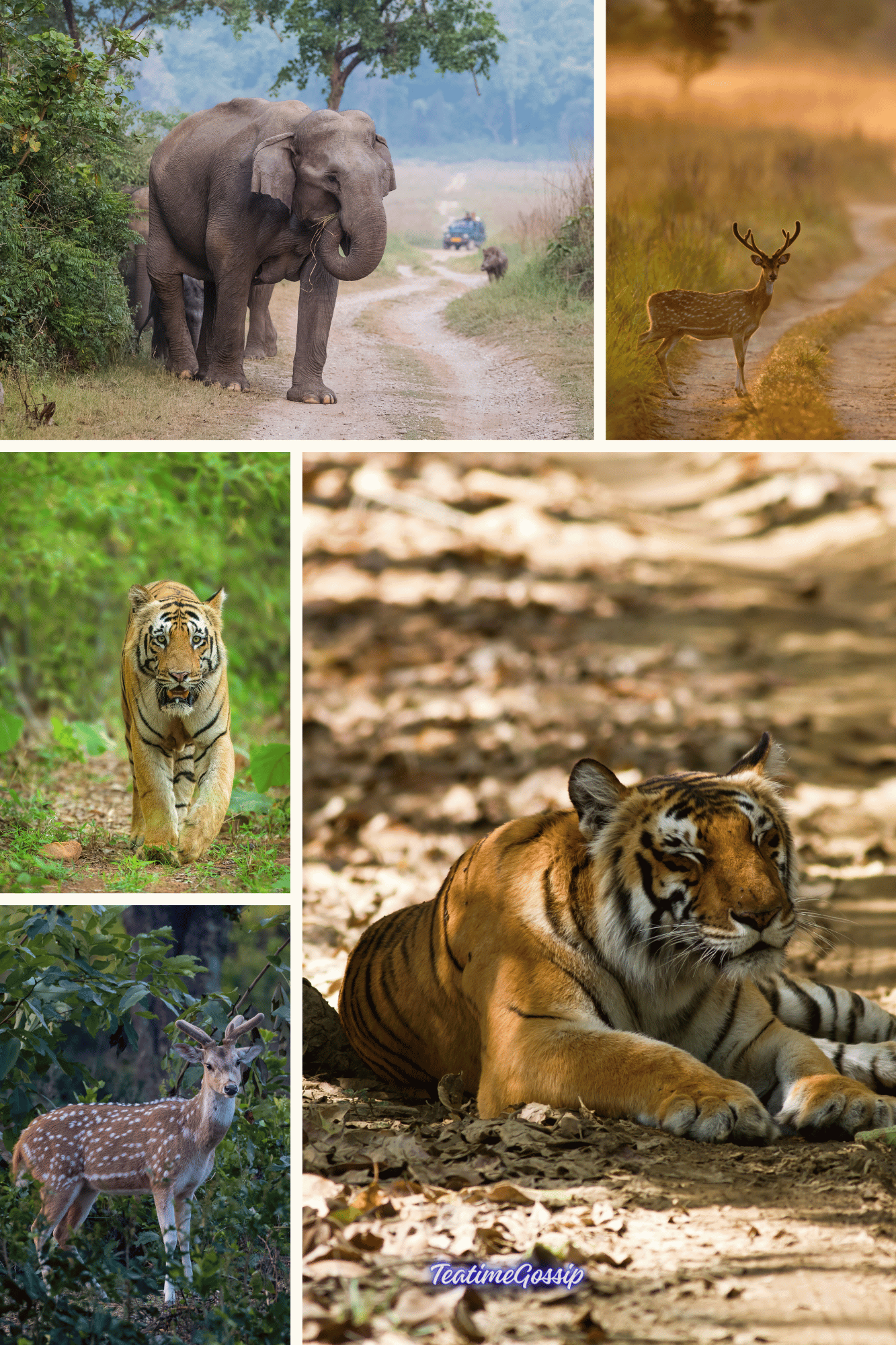 Exploring Jim Corbett National Park: India’s Wildlife Haven