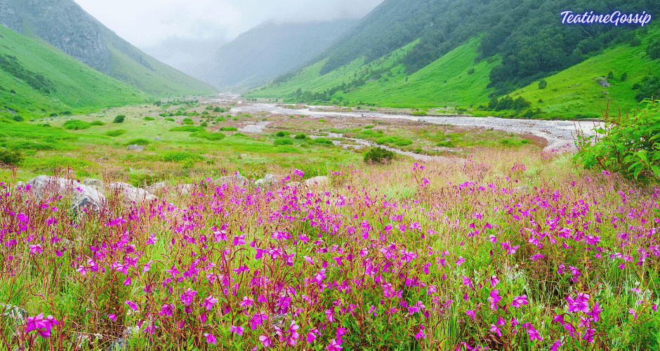 Trekking to the Valley of Flowers