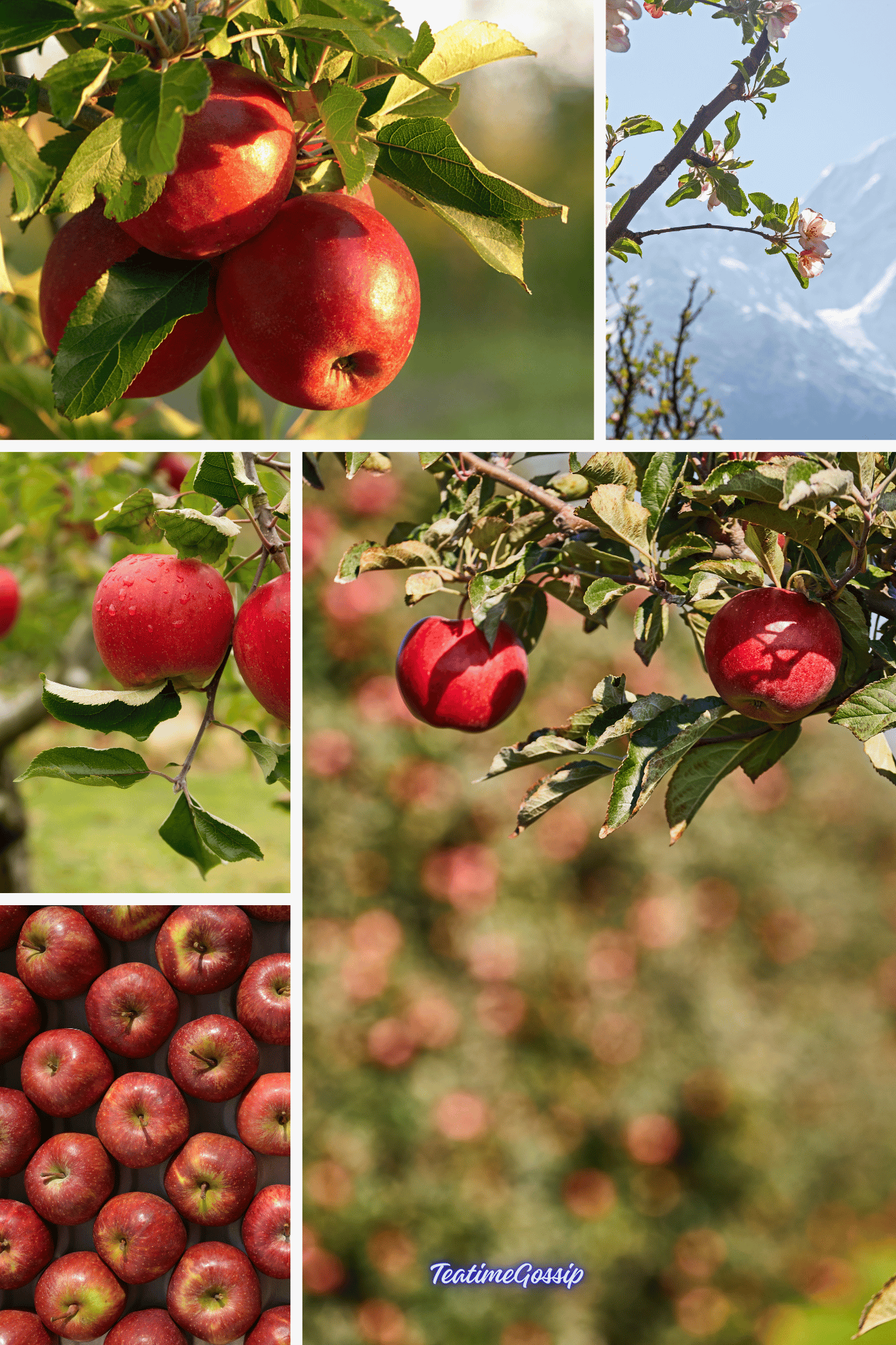 The Best Apples in India: A Guide to the Top Varieties