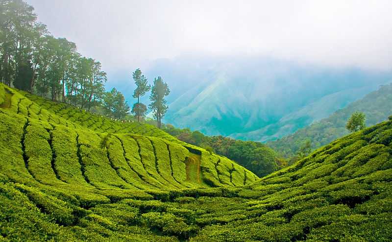 Munnar: Paradise for Nature worshippers