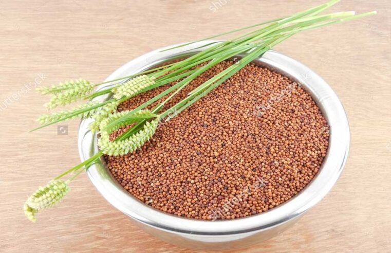 Finger millet - Ragi (Finger millet)